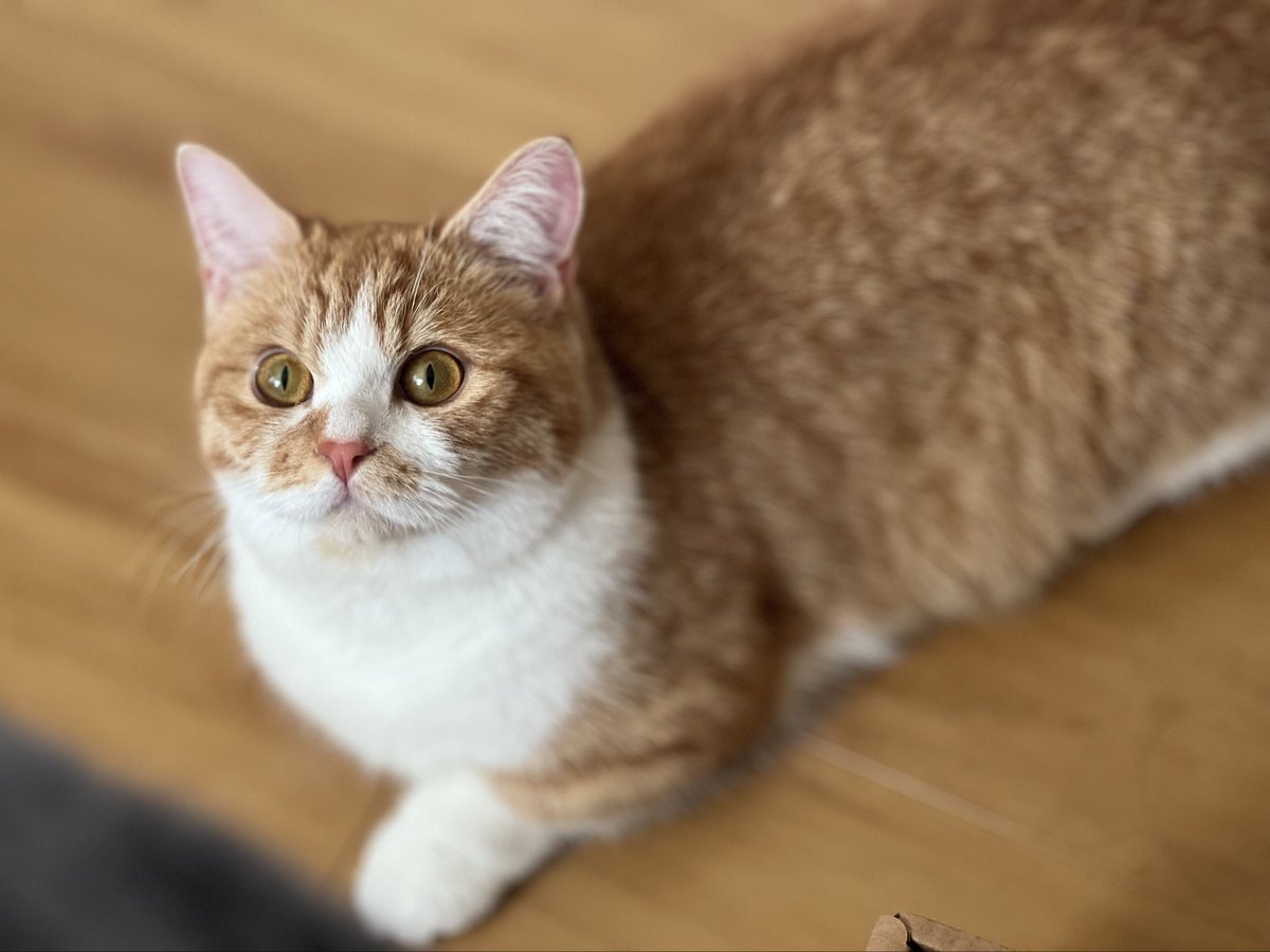 36_0630_sam's tweet photo. 全部可愛い...🫠

#猫 #猫のいる暮らし #猫との生活 #猫好きさんと繫がりたい https://t.co/fUmZCbUbzq