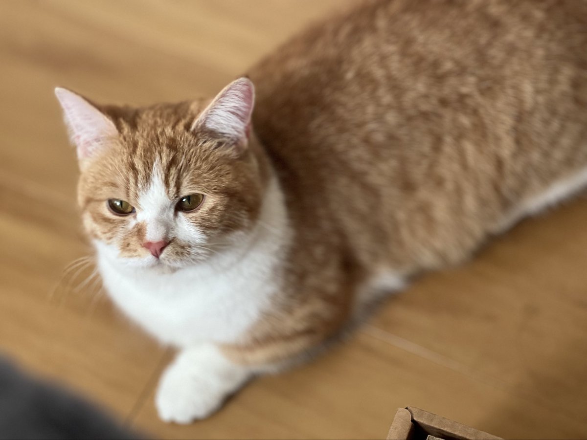 36_0630_sam's tweet photo. 全部可愛い...🫠

#猫 #猫のいる暮らし #猫との生活 #猫好きさんと繫がりたい https://t.co/fUmZCbUbzq
