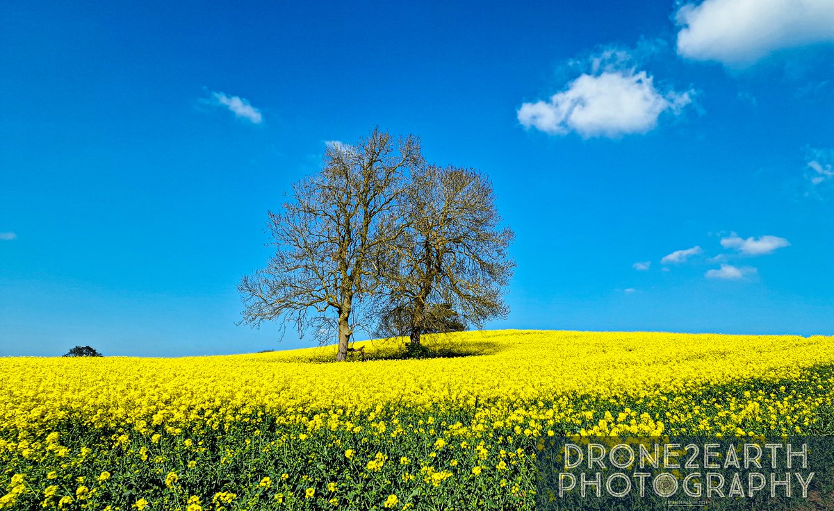 Lise1970's tweet photo. @ThePhotoHour @StormHour #spring #rapefields #sunshine
https://t.co/ahu9iIzeCs https://t.co/VhJ2IHhqv5