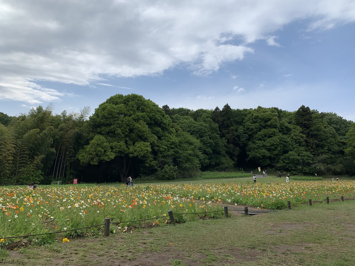 DFS_Mumu's tweet photo. ポピー畑見てきましたー
たくさん歩いたので疲れたけど^^;
東松山森林公園 https://t.co/GdEnaPqINV