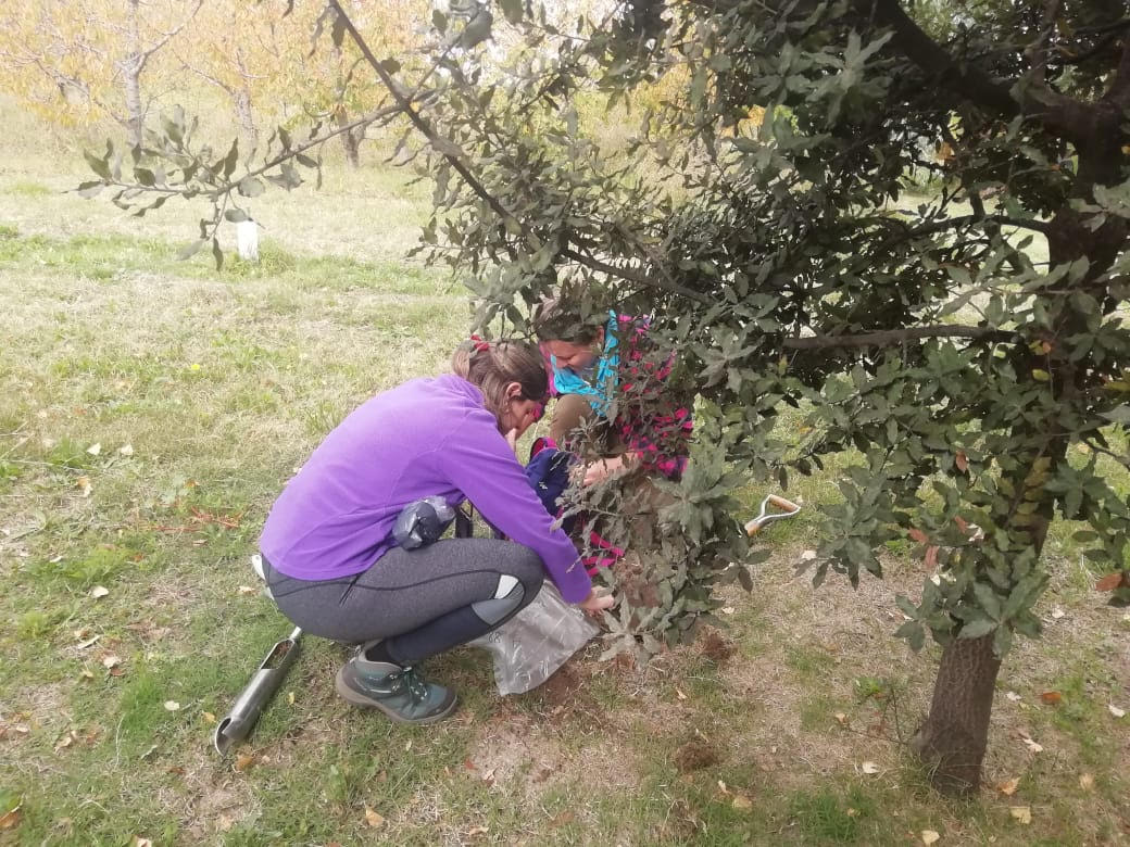 IntactProgetto's tweet image. On the last 26th of April Eva Tejedor Calvo from @CITAAragon (Spain) visited a truffle field in Choele-Choel (Argentina). She took some samples to analyze the mycorrhiza distribution for the INTACT Project at @Ciefap_ (Argentina). #INTACTproject