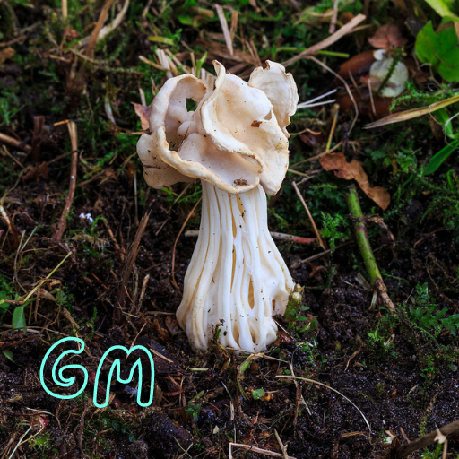 fung_fi's tweet photo. Gm from Helvella Crispa.

https://t.co/vCwN9TxhA5

#Mycology #Defi #yieldfarm #mushroomfarm #makeitmushcoin https://t.co/oo8RvRUeul