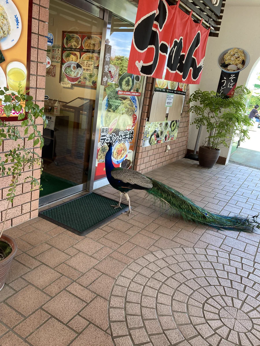 孔雀がラーメンを食べにきた！？常連客のような姿が面白いwww
