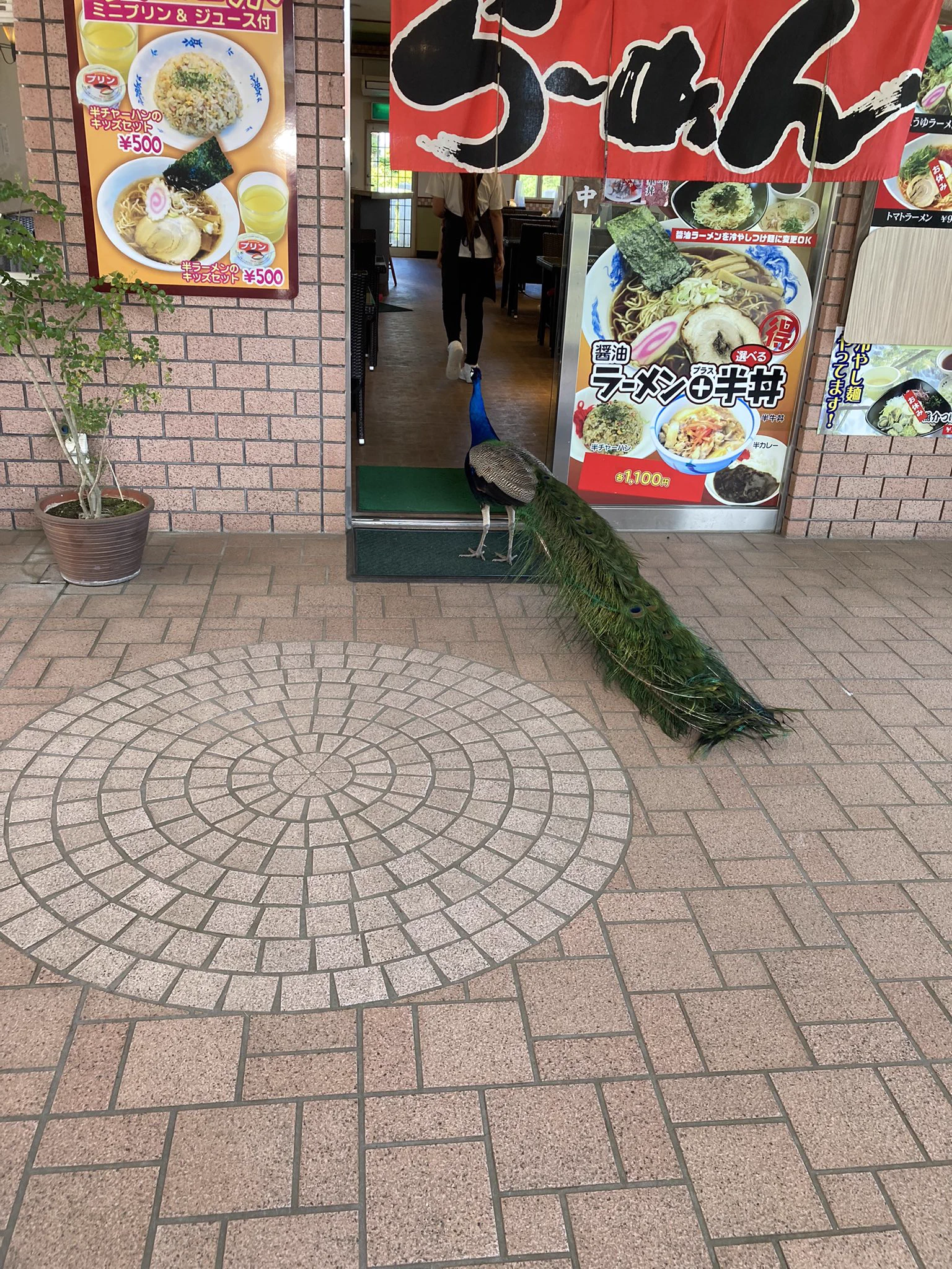 孔雀がラーメンを食べにきた！？常連客のような姿が面白いwww