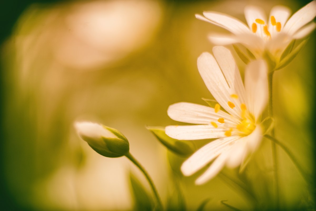 GlavindStrachan's tweet image. #chickweed even more experiments with #projectorlens 🥰 A #Rollei - #Projar 85mm f2.8 💚 More use of cardboard tubes and some #freelensing 📷 #experimentalphotography #devonphotographer #wildflowers #photooftheday