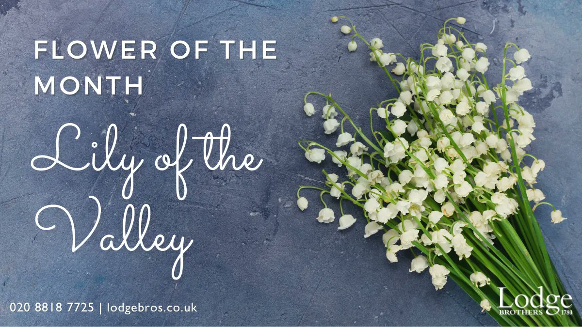 Lodge Brothers tweet media