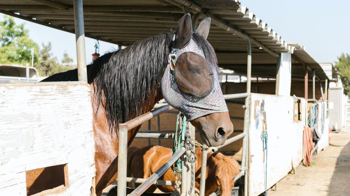 AspenGoldBed's tweet photo. Tips for using fly masks to protect your horse's face from flies and gnats: https://t.co/iOhr1usWvX https://t.co/eWwKMFfhqh