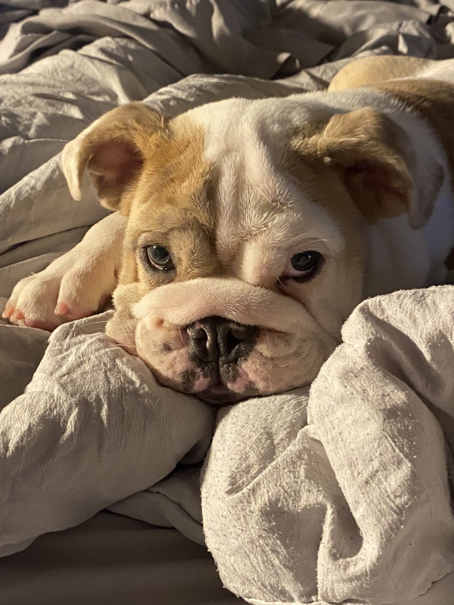 Sharon Belcastro - Agent at Belcastro Agency tweet media