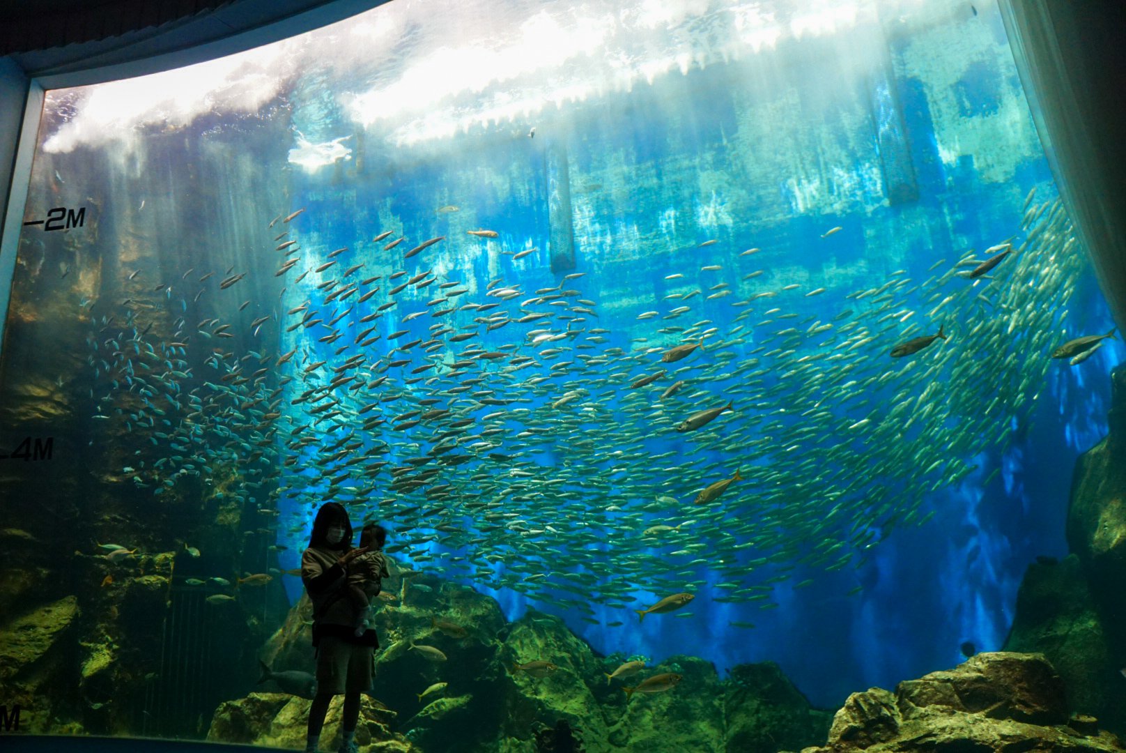 めｎち 石川は のとじま水族館 行った デジタル映像によるギラギラ水槽とアナログな吊下げサインによるテーマ解説 汽車窓水槽 という 新旧両世代の流行が入り乱れた皆に嬉しい絶妙バランス そしてジンベエザメが入るほどの特大水槽にイルカトンネル水槽