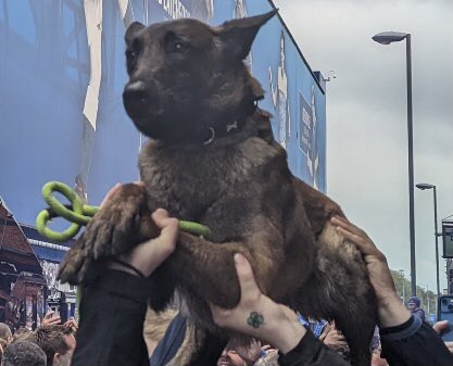 EllBretland's tweet photo. Meet Myra - Goodison’s unsuspecting Dog of War

The pooch paraded before Everton’s win over Chelsea is now forever written into Toffees folklore

I spoke to Myra’s owners to get the backstory to her iconic outing

“I thought f*** this and picked her up!”

https://t.co/AcRlAtg2g4 https://t.co/ZOFcdtk5ie