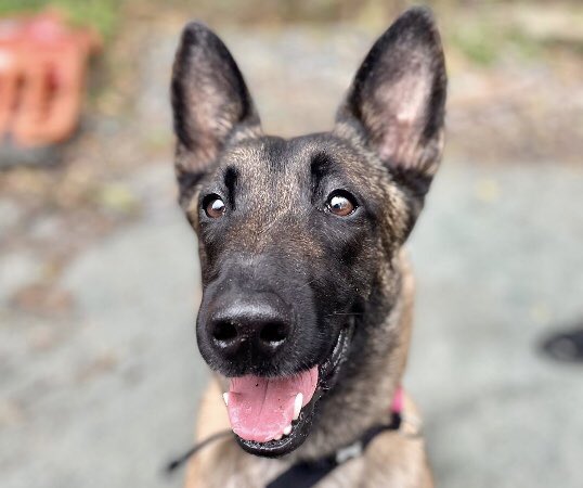 EllBretland's tweet photo. Meet Myra - Goodison’s unsuspecting Dog of War

The pooch paraded before Everton’s win over Chelsea is now forever written into Toffees folklore

I spoke to Myra’s owners to get the backstory to her iconic outing

“I thought f*** this and picked her up!”

https://t.co/AcRlAtg2g4 https://t.co/ZOFcdtk5ie