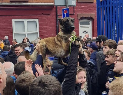 EllBretland's tweet photo. Meet Myra - Goodison’s unsuspecting Dog of War

The pooch paraded before Everton’s win over Chelsea is now forever written into Toffees folklore

I spoke to Myra’s owners to get the backstory to her iconic outing

“I thought f*** this and picked her up!”

https://t.co/AcRlAtg2g4 https://t.co/ZOFcdtk5ie