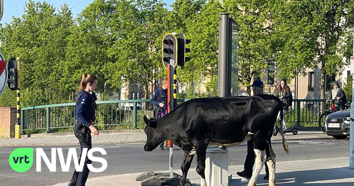 TwitteLIER's tweet photo. VRT NWS: BEKIJK: Koeien breken uit en verstoren ochtendspits in Lier: In Lier zijn vanmorgen zeven koeien uitgebroken uit hun wei op het Spreet. De dieren wandelden op straat in volle ochtendspits. Dat leverde opmerkelijke beelden op. De… https://t.co/iXq4rk230N #twittelier https://t.co/GQE0Gc4Nul