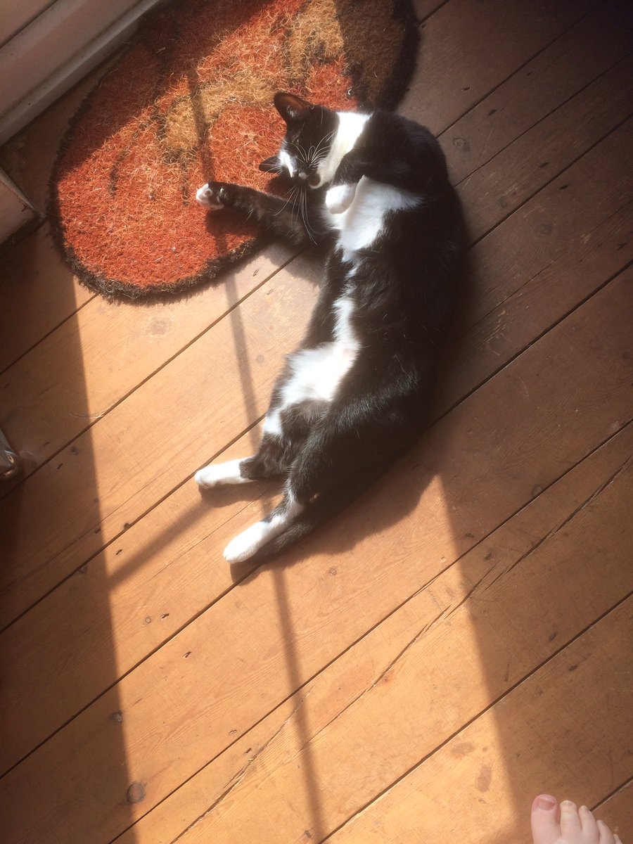 Audrey enjoying a slow start to bank holiday Monday 😽