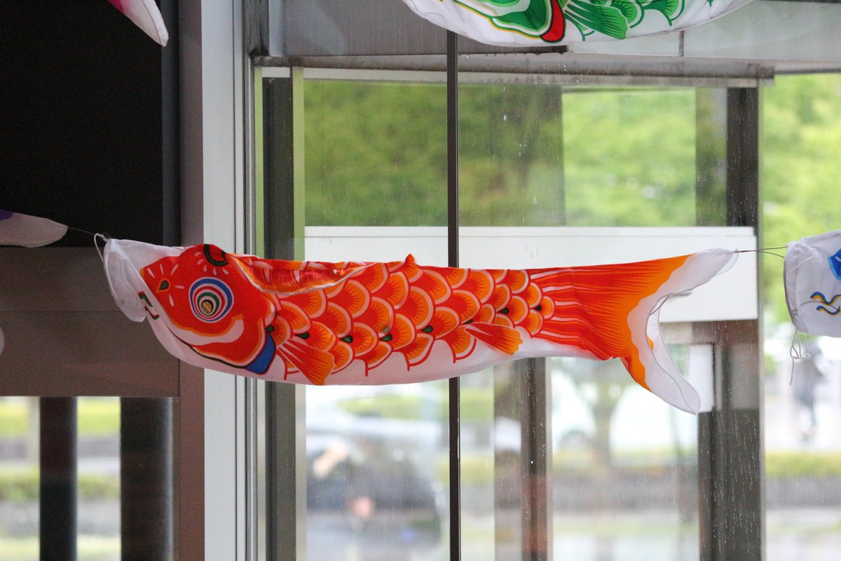 さいたま市北区役所 屋根より高いこいのぼり 端午の節句 といえば 鯉のぼり 歌詞のとおりなら 真鯉がお父さんで 緋鯉が子どもたち さて ここで質問 プラザノース 正面入口を泳ぐ鯉たちは何人家族でしょうか 思いのほか大家族ですよ