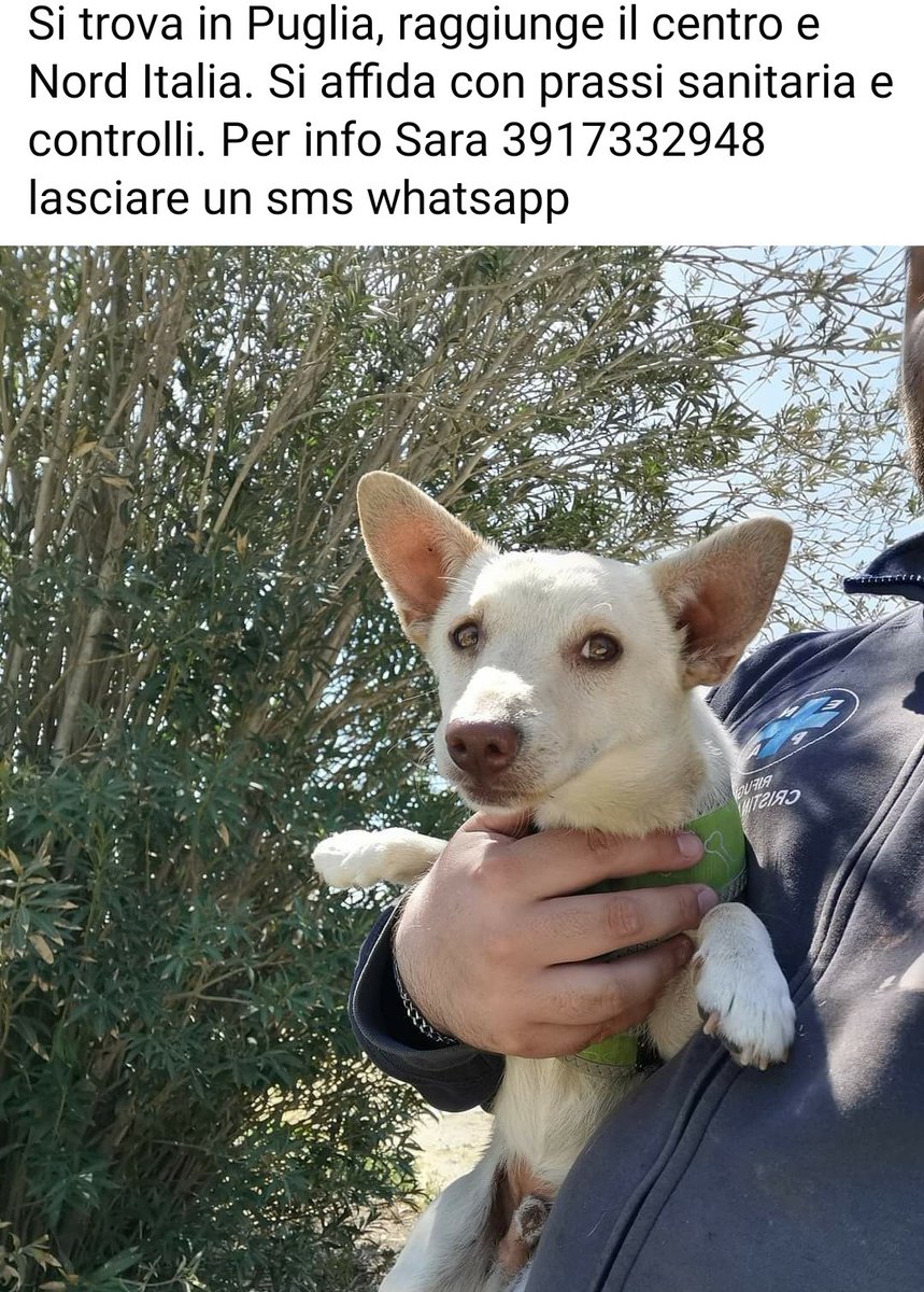 fatina909's tweet photo. 🏠🏠🏠🆘🆘🆘💔💔💔 PUGLIA, DA ENPA TORREMAGGIORE 
JOEL

È stato trovato in strada da una cittadina che subito si e mobilità per dargli le prime cure fino al nostro arrivo ed è stato poi portato al canile sanitario
dolce e affettuoso, ha 5mesi mezzo, sarà circa 10 kg futuri https://t.co/GPWhmCHaCA