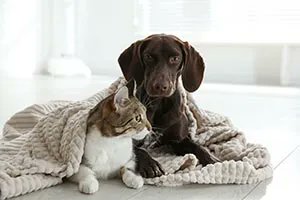 SBPInsurance's tweet image. Today is the start of National Pet Week! Give your furry (or non-furry) friend the love, healthcare, and attention they need to live a fulfilled and happy life. Check out the daily themes provided by the American Veterinary Medical Association here: buff.ly/3eUJX28