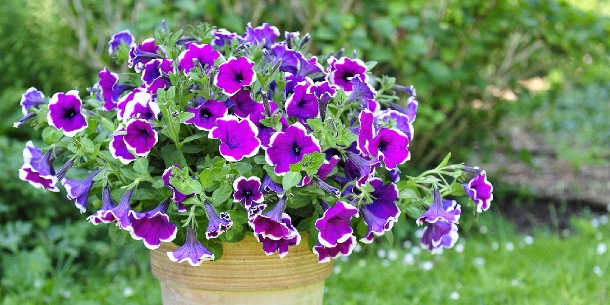 cormasccl's tweet photo. PLANTA DEL MES DE MAYO: SURFINIA 🌸
 Es una variante de la Petunia, pero más frondosa y colgante. Necesita estar expuesta al sol 🌞 y tener un riego frecuente, sin mojar sus hojas.  Es recomendable plantarla en una tierra rica en nutrientes. 🌱 ¡Llena tu jardín de flores! https://t.co/khCIGClQkA