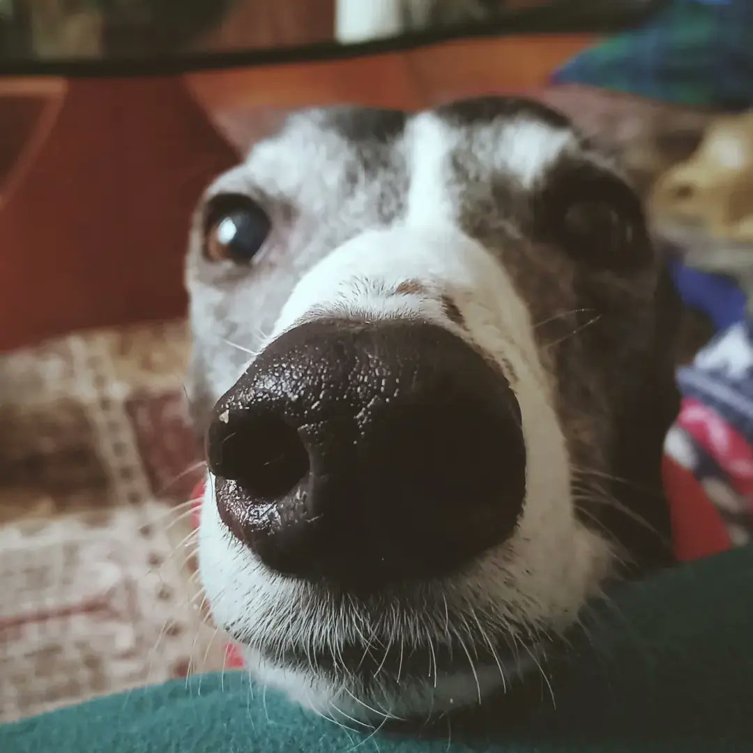 BrackenAndPaws's tweet photo. A year without you 🖤 
(It's actually tomorrow to the date, but apparently I agreed to go to Leeds tomorrow to talk about sepsis for four hours. Hoping to cry it all out today and get through tomorrow as a emotionless husk). https://t.co/9Cbo9SS847