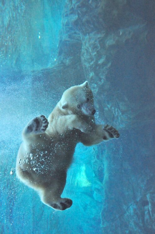 f_girasole's tweet photo. #wildswimming
#Wildlifestyle
#wildlifephotography 
#savewildlife https://t.co/t25E89TQxq