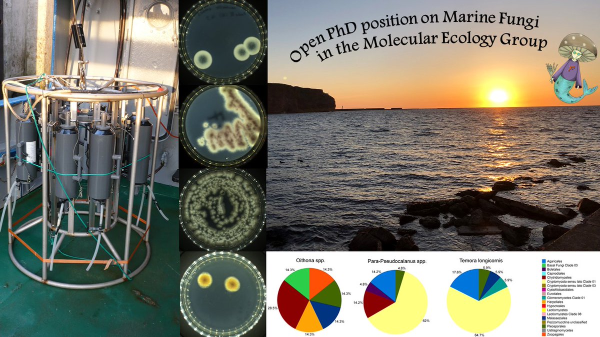 MarlisReich's tweet photo. Looking for a #PhDposition to work on #MarineFungi and their degradation of their favorite food sources? 
#mycoplankton, #phytoplankton, #DOM, #POM 
Deadline: 22/05/30
Official annoucement: https://t.co/0YkTMBnKKp https://t.co/ab7yjFNQ4G