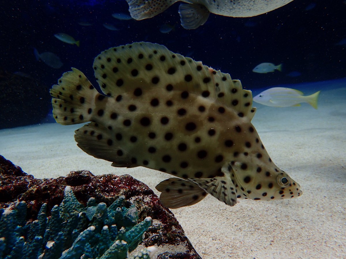 もうそれにしか見えない 大きな背ビレと黒の斑点が特徴のサラサハタ 水槽内でゆったりと泳いでいます 一部の飼育スタッフはサラサハタを見ると 某有名ゲームのアマ マガ チを思い出してしまいます サラサハタ 豊島区 豊島区民ニュース もうそれにしか見えない 大きな背ビレと黒の斑点が特徴のサラサハタ 水槽内でゆったりと泳いでいます 一部の飼育スタッフはサラサハタを見ると 某有名ゲームのアマ マガ チを思い出してしまいます サラサハタ 豊島区 豊島区民ニュース