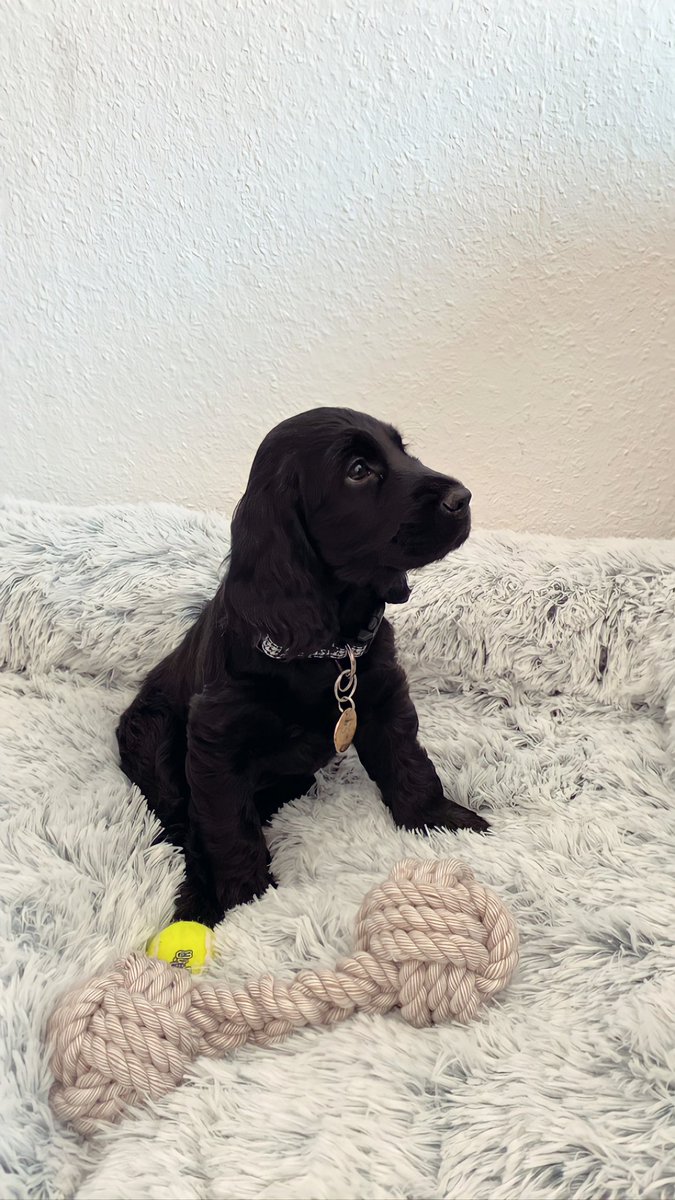 MANONSERGENT3's tweet photo. Baby Cléo 🤍 https://t.co/wHQvEKYddJ