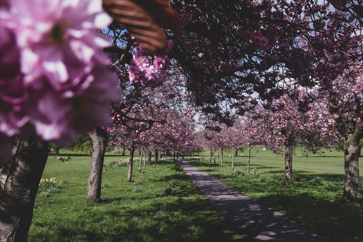 AnnaWeilding's tweet photo. @ThroughHisEyesP Home for me is the beautiful Cherry Blossom trees that bloom on Harrogate Stray 🌸 https://t.co/Vj7ySGTHce