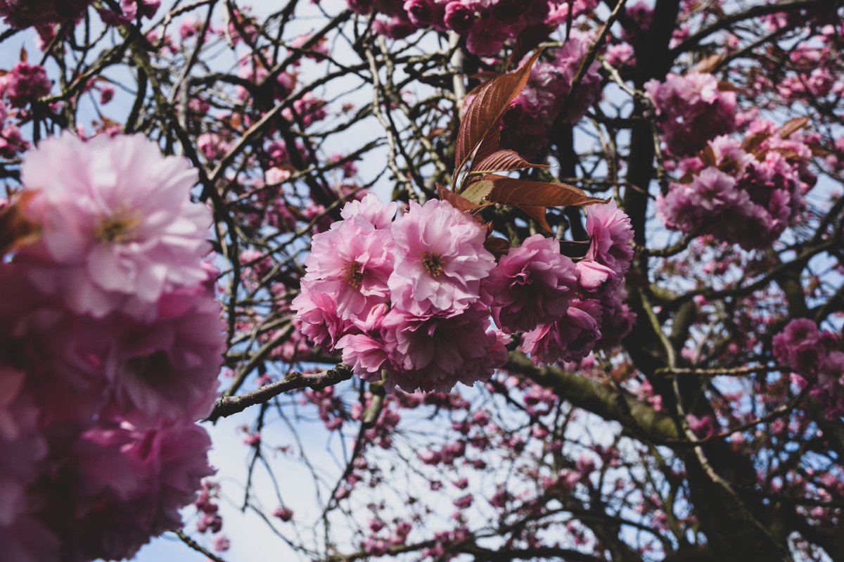 AnnaWeilding's tweet photo. @ThroughHisEyesP Home for me is the beautiful Cherry Blossom trees that bloom on Harrogate Stray 🌸 https://t.co/Vj7ySGTHce