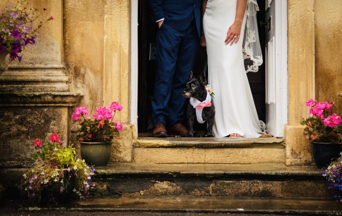Staceyoliver13's tweet photo. @thismorning I’m a wedding photographer and had many dogs as ring bearers at weddings 🐶 💍 it’s definitely a new thing https://t.co/d40siglqI1