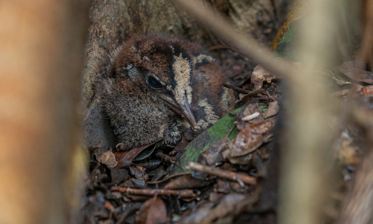 ncla1ere's tweet photo. Le bébé #cagou de Pâques s’appelle… Easter ! #NouvelleCaledonie 📷 Province Sud https://t.co/LP83TJc9ug https://t.co/So59HtxjxZ