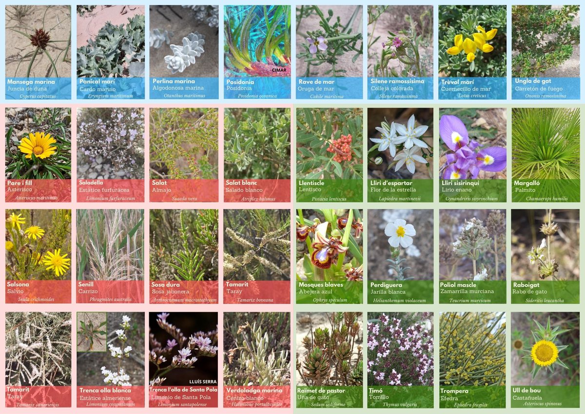GVAparcs's tweet photo. 🌼🌸La flora del del #PNSalinesSantaPola d'una ullada. Descobreix-la!
🌼🌸La flora del del Parque Natrual de las Salinas de Santa Pola de un vistazo. ¡Descúbrela!
📋https://t.co/RvERo60U9m https://t.co/uyEGuNxSXj