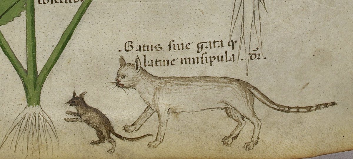 red_loeb's tweet image. Cat and mouse among the plants....

BL Sloane MS 4016; c1440; Herbal; Italy, N. (Lombardy); f.40r @BLMedieval