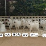 akiyama@日本スピッツ エマのツイート画像