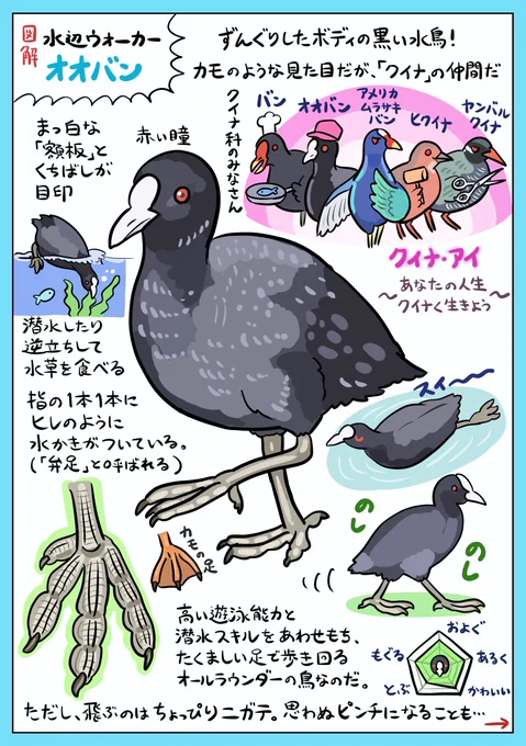 黒くて丸い水鳥「オオバン」の図解です。泳ぎも歩きもお手のもの!な万能バードなのですが、ちょっぴり不器用な一面も。そんなオオバンが巻き込まれたトラブルに出くわしたのでご紹介(突然のエッセイ漫画) 