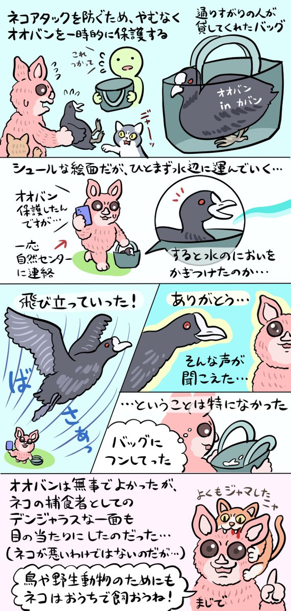 黒くて丸い水鳥「オオバン」の図解です。泳ぎも歩きもお手のもの!な万能バードなのですが、ちょっぴり不器用な一面も。そんなオオバンが巻き込まれたトラブルに出くわしたのでご紹介(突然のエッセイ漫画) 