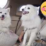akiyama@日本スピッツ エマのツイート画像