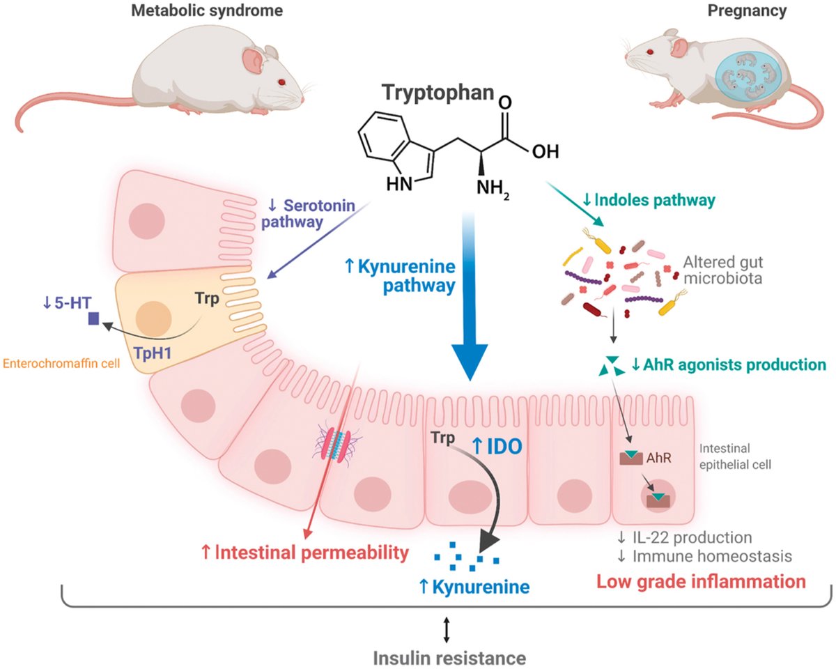 Editorial discusses how gut microbiota reprogramming of tryptophan metabolism during pregnancy shapes host insulin resistance: ow.ly/sJt750IVCFx