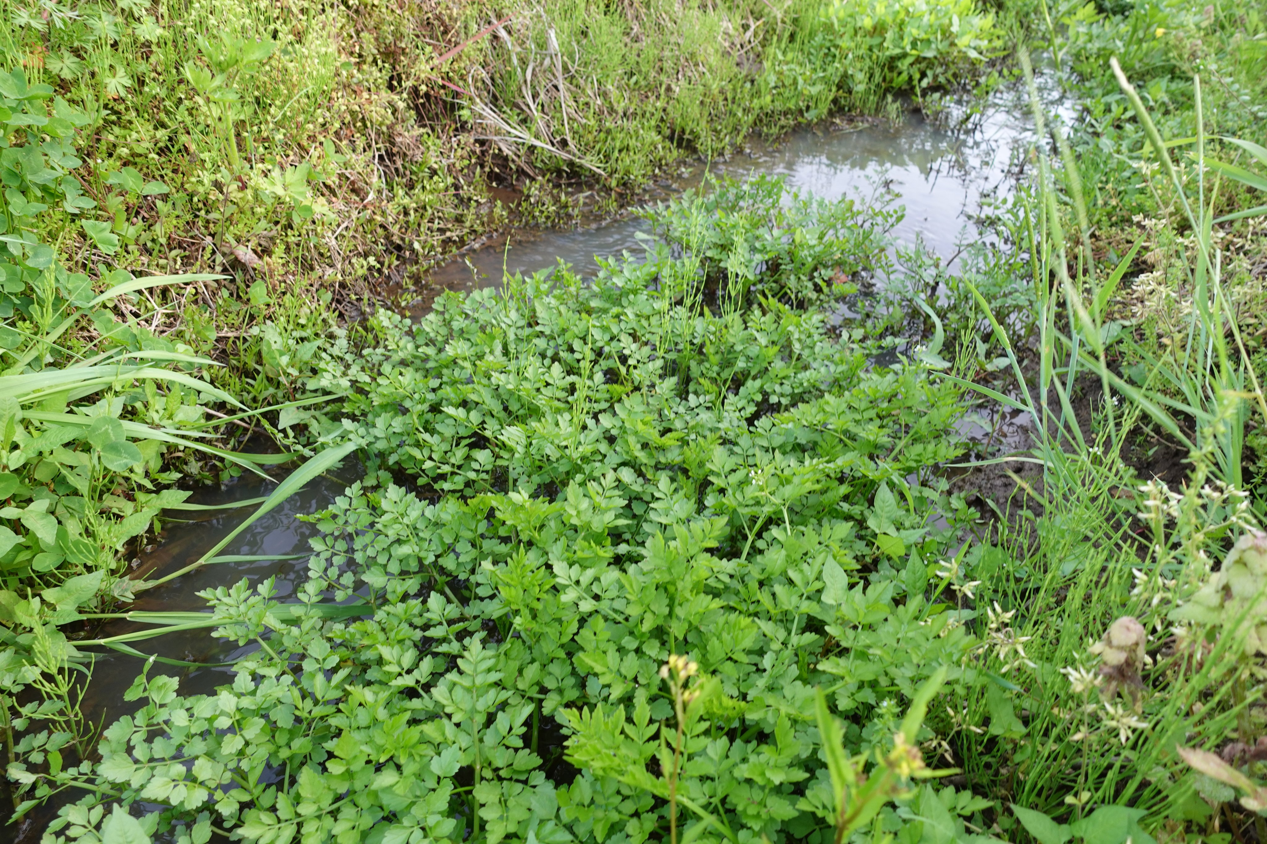 تويتر きびと月の畑 على تويتر セリが美味しい季節ですが 日本三大毒草の一つ ドクゼリ は 同じ場所に生えて見た目もそっくり 誤食が危険なので注意が必要 簡単な見分け方 セリは葉に丸みがある セリは白く細い根が10本以上あるが ドクゼリは
