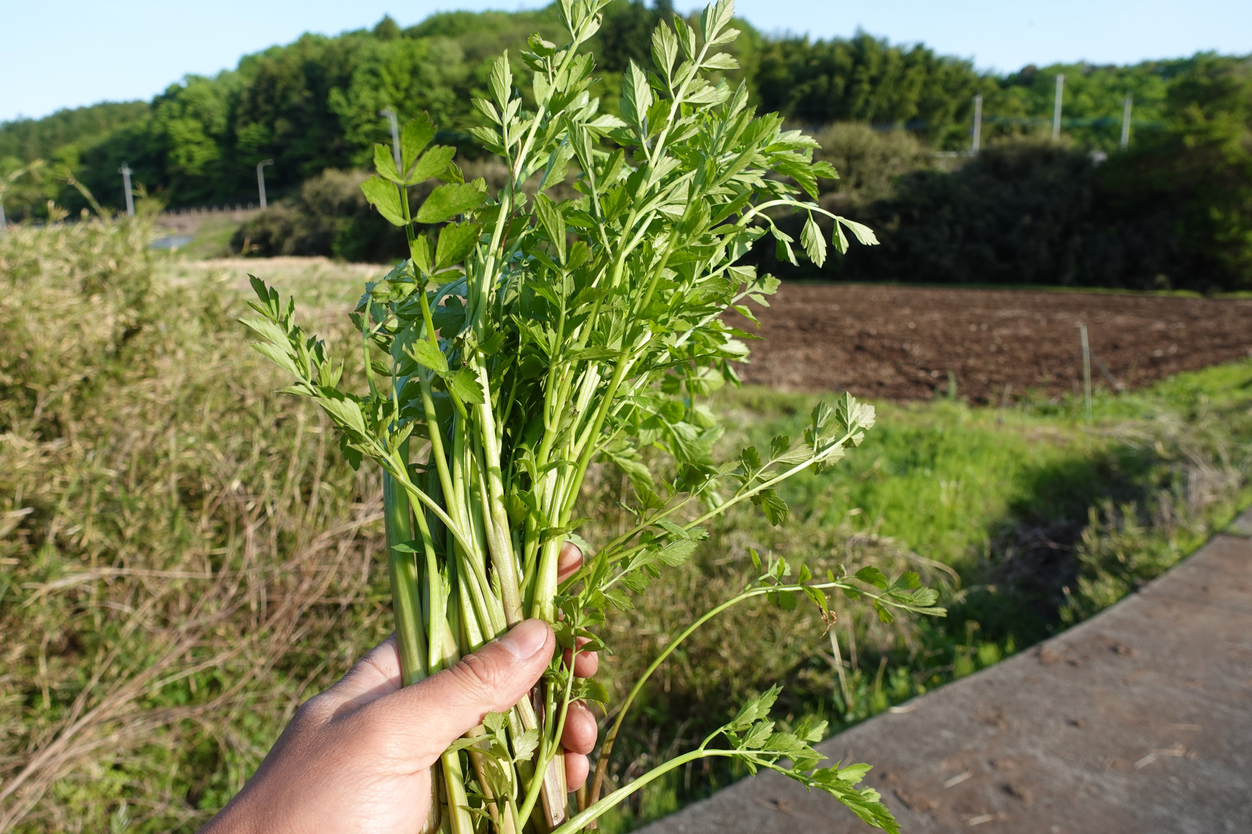 تويتر きびと月の畑 على تويتر セリが美味しい季節ですが 日本三大毒草の一つ ドクゼリ は 同じ場所に生えて見た目もそっくり 誤食が危険なので注意が必要 簡単な見分け方 セリは葉に丸みがある セリは白く細い根が10本以上あるが ドクゼリは