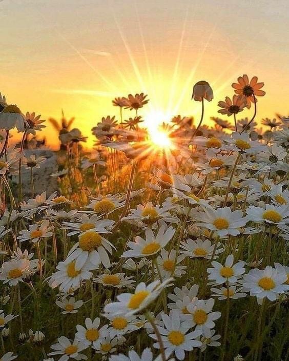 Fateme_14's tweet photo. Good afternoon 🌞

#NaturePhotography #NatureBeauty https://t.co/aa5m9kQ3Ho