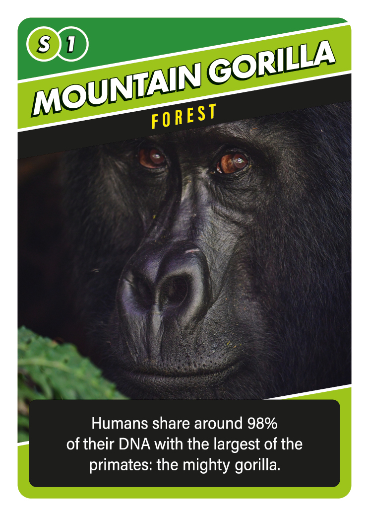 And another animal in the SOS #forest #biome!
The incredible #mountaingorilla. Did you know there are only about 1000 of these amazing creatures left? Mainly due to #habitatloss. Buying <a href="/soscardgame/">SOS Save Our Species</a> will help raise awareness amongst children. #speciesextinction