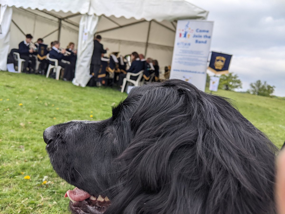 HelenDocmoye's tweet photo. @HearingDogs puppy Zorro watching @HitchinBand playing at Knebworth Garden show https://t.co/3YGCwAR2yn