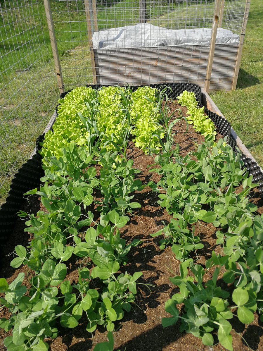 kcirnski's tweet photo. Success! Almost time to taste fresh produce from the HIPS garden. @Helmholtz_HIPS https://t.co/oEt6sV6YQs