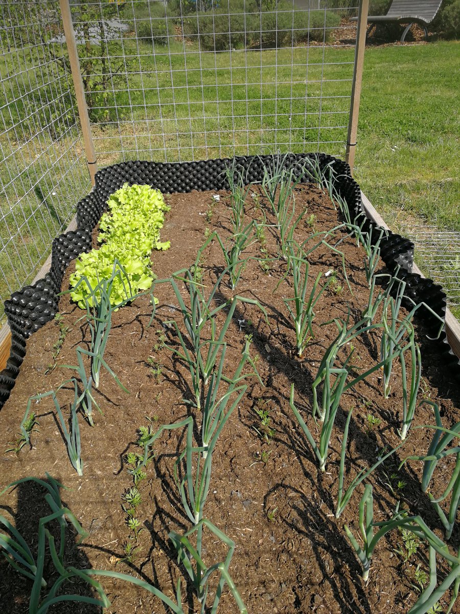kcirnski's tweet photo. Success! Almost time to taste fresh produce from the HIPS garden. @Helmholtz_HIPS https://t.co/oEt6sV6YQs