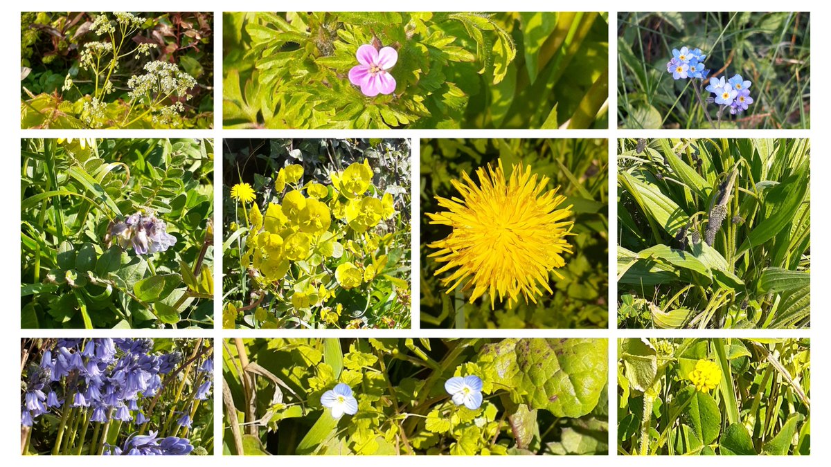 I missed #wildflowerhour but have to share these characters from my walk in Co. Meath! Cow parsley, herb robert, forget-me-not, bush vetch, sun spurge, dandelion, ribwort plantain, bluebell (hybrid) speedwell and black medic