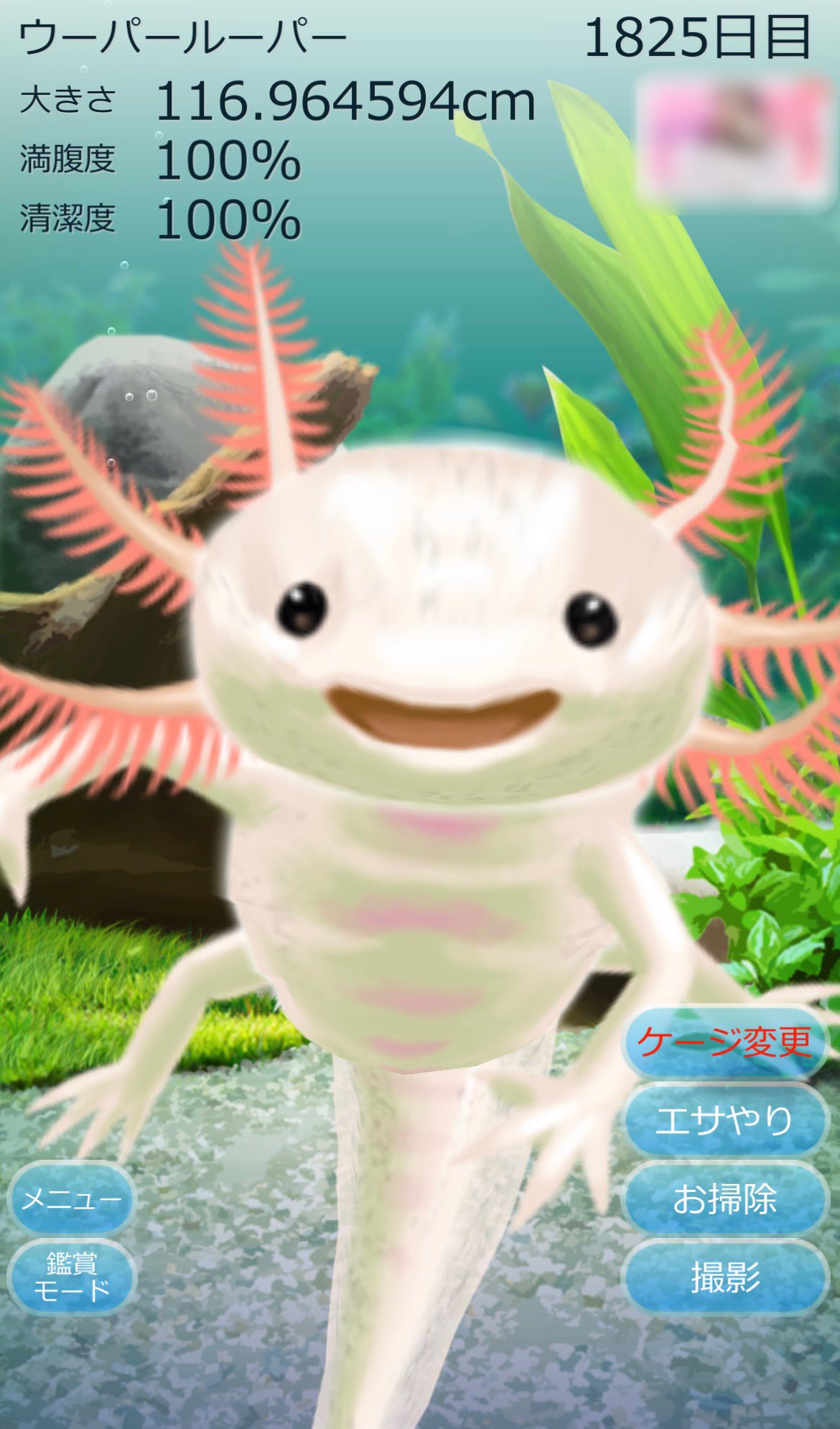 Love Skylemon ウーパールーパー育成ゲーム 5年経過 ウーパールーパー育成 T Co D3cyrfg8pq Twitter