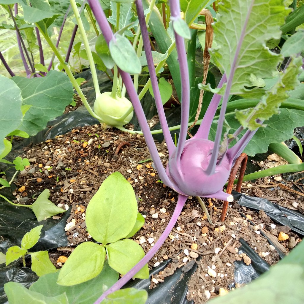 ヒヨドリやカラスにお野菜や果実をつつかれてお困りの方、防鳥黒テグスがおすすめです。
これで #ブロッコリー や #トマト、ブルーベリーや柿なんかが殆どつつかれなくなりました。
鳥はテグスが見えないみたい。
アナグマやハクビシンなど、獣には効果ありません。
#家庭菜園 #農業