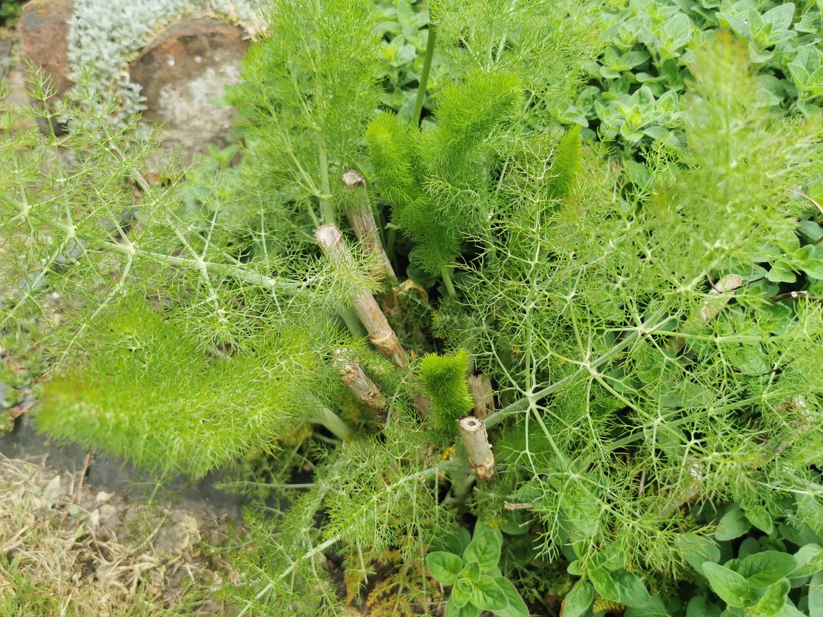 3Sfitness's tweet photo. The fennel and Marjoram are growing in the garden again. Simple to grow at home herbs, prefect for lots of recipes from spring and summer. #SpringHerbs https://t.co/KE3So16mq9