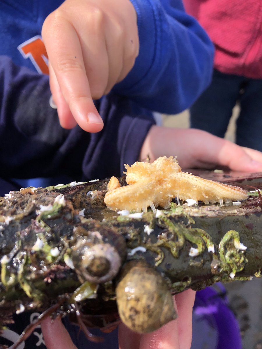 BroadHavenCP's tweet photo. What a wonderful day we had with @darwincentre on Friday. The children loved Seine and push netting, followed by rock pooling. We are so lucky having our school by the beach. #coastalschool #lucky #loveofscience https://t.co/igXkRaUPtN
